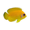 ORA Captive-Bred Lemonpeel Angelfish (Centropyge flavissima); representative specimen