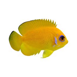 ORA Captive-Bred Lemonpeel Angelfish (Centropyge flavissima); representative specimen
