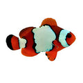 ORA Captive-Bred LuxLightning Maroon (Amphiprion biaculeatus x Amphiprion ocellaris); representative specimen