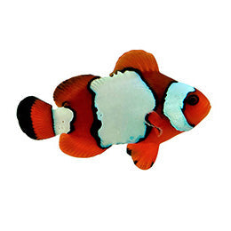 ORA Captive-Bred LuxLightning Maroon (Amphiprion biaculeatus x Amphiprion ocellaris); representative specimen