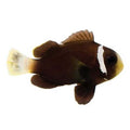ORA Captive-Bred McCullochi (Amphiprion mccullochi) PAIR; representative specimen