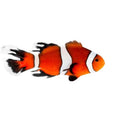 ORA Captive-Bred Longfin Ocellaris (Amphiprion ocellaris); representative specimen