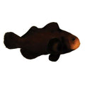 ORA Captive-Bred Midnight (Amphiprion ocellaris); representative specimen