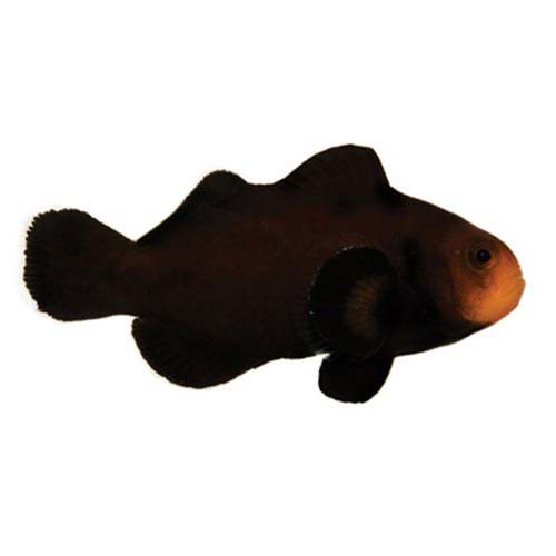 ORA Captive-Bred Midnight (Amphiprion ocellaris) PAIR; representative specimen