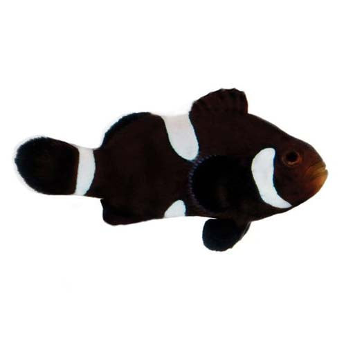 ORA Captive-Bred Misbar Black & White Ocellaris (Amphiprion ocellaris); representative specimen