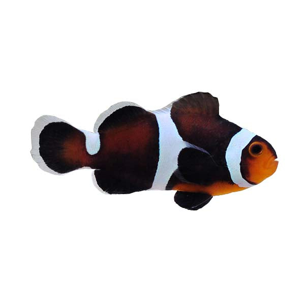 ORA Captive-Bred Misbar Caramel (Amphiprion ocellaris); representative specimen