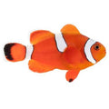 ORA Captive-Bred Misbar Blood Orange (Amphiprion biaculeatus x Amphiprion ocellaris); representative specimen