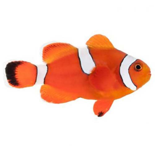 ORA Captive-Bred Misbar Blood Orange (Amphiprion biaculeatus x Amphiprion ocellaris); representative specimen