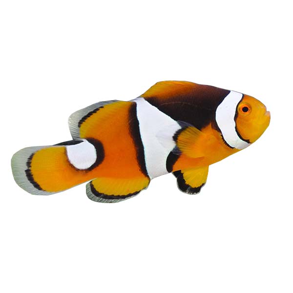 ORA Captive-Bred Misbar Onyx Percula (Amphiprion percula); representative specimen