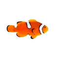 ORA Captive-Bred Misbar Percula Medium (Amphiprion percula); representative specimen