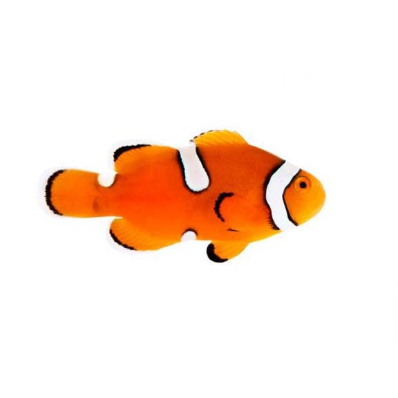 ORA Captive-Bred Misbar Percula Medium (Amphiprion percula); representative specimen