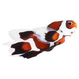 ORA Captive-Bred Mocha Storm Veilfin Clownfish (Amphiprion ocellaris); representative specimen