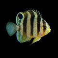 ORA Captive-Bred Multibar Angelfish (Paracentropyge multifasciatus); representative specimen