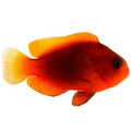 ORA Captive-Bred Naked Cinnamon (Amphiprion melanopus) PAIR; representative specimen