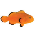 ORA Captive-Bred Naked Ocellaris (Amphiprion ocellaris); representative specimen