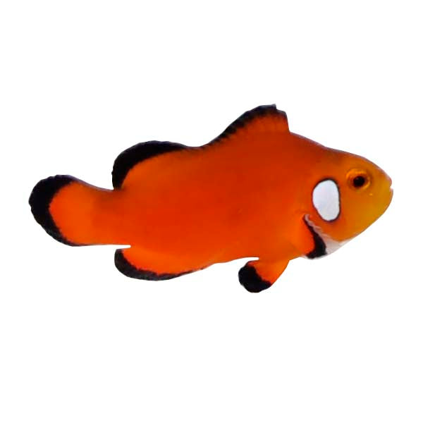 ORA Captive-Bred Naked with Dots Ocellaris Clownfish (Amphiprion ocellaris) PAIR; representative specimen