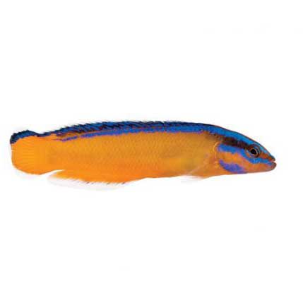 ORA Captive-Bred Neon Dottyback (Pseudochromis aldabraensis); representative specimen