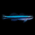 ORA Captive-Bred Neon Goby (Elacatinus oceanops); representative specimen