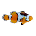 ORA Captive-Bred Onyx True Percula Clownfish (Amphiprion percula) PAIR; representative specimen