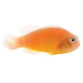 ORA Captive-Bred Orange Skunk (Amphiprion sandaracinos); representative specimen