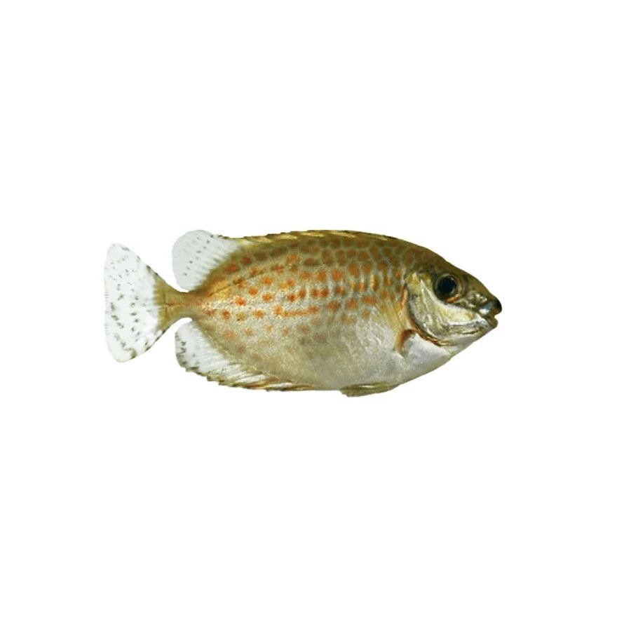 ORA Captive-Bred Orange Spotted Rabbitfish (Siganus guttatus); representative specimen
