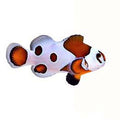 ORA Captive-Bred Orange Storm (Amphiprion ocellaris); representative specimen
