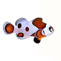 ORA Captive-Bred Orange Storm (Amphiprion ocellaris); representative specimen