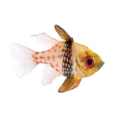 ORA Captive-Bred Pajama Cardinalfish (Sphaeramia nematoptera); representative specimen