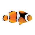 ORA Captive-Bred Percula (Amphiprion percula) PAIR; representative specimen