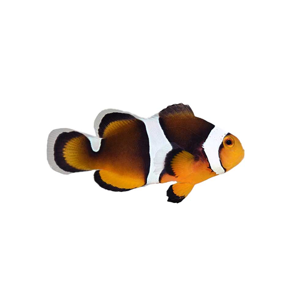 ORA Captive-Bred Photon Clownfish (Amphiprion ocellaris x percula); representative specimen