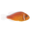 ORA Captive-Bred Pink Skunk (Amphiprion perideraion); representative specimen