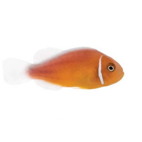 ORA Captive-Bred Pink Skunk (Amphiprion perideraion); representative specimen