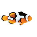 ORA Captive-Bred Picasso PAIR (Amphiprion percula); representative specimen