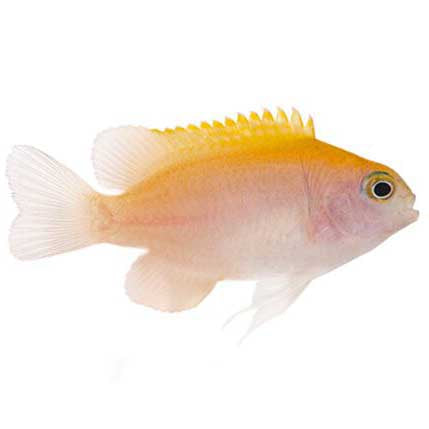 ORA Captive-Bred Pink Smith Damselfish (Pomacentrus smithii); representative specimen