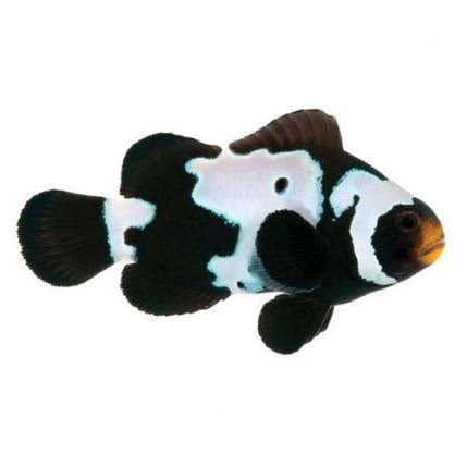 ORA Captive-Bred Premium Black Snowflake Small (Amphiprion ocellaris); representative specimen