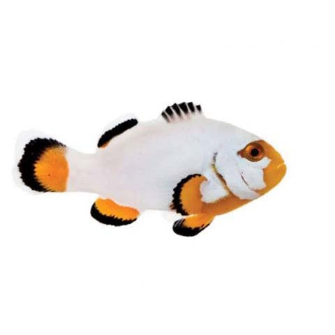 ORA Captive-Bred Platinum Percula (Amphiprion percula) PAIR; representative specimen