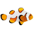 ORA Captive-Bred Premium Gladiator (Amphiprion ocellaris) PAIR; representative specimen