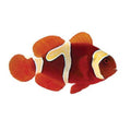 ORA Captive-Bred Premium Goldflake Maroon (Amphiprion biaculeatus); representative specimen