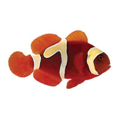 ORA Captive-Bred Premium Goldflake Maroon (Amphiprion biaculeatus); representative specimen