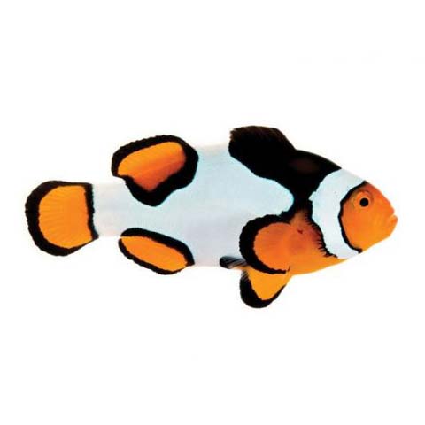 ORA Captive-Bred Premium Picasso (Amphiprion percula) PAIR; representative specimen