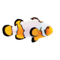 ORA Captive-Bred Premium Snowflake (Amphiprion ocellaris) PAIR; representative specimen
