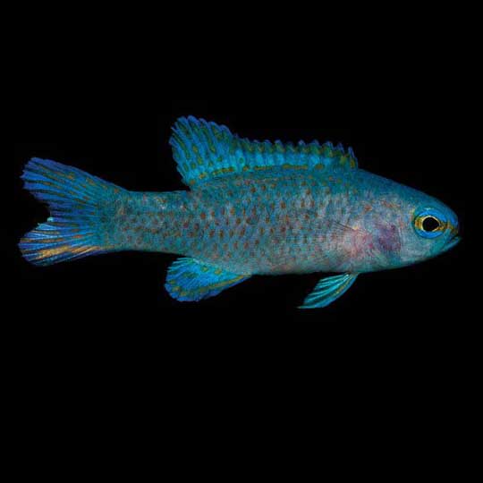 ORA Captive-Bred Randalls Assessor 1.25” – 1.5” (Assessor randalli); representative specimen