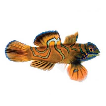 ORA Captive-Bred Red Mandarin (Synchiropus splendidus); representative specimen