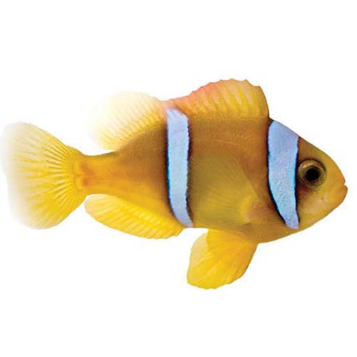 ORA Captive-Bred Red Sea Two-Band (Amphiprion bicinctus) Small; representative specimen