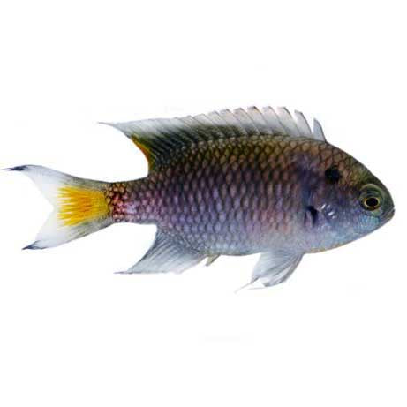 ORA Captive-Bred Regal Damselfish (Neopomacentrus cyanomos); representative specimen