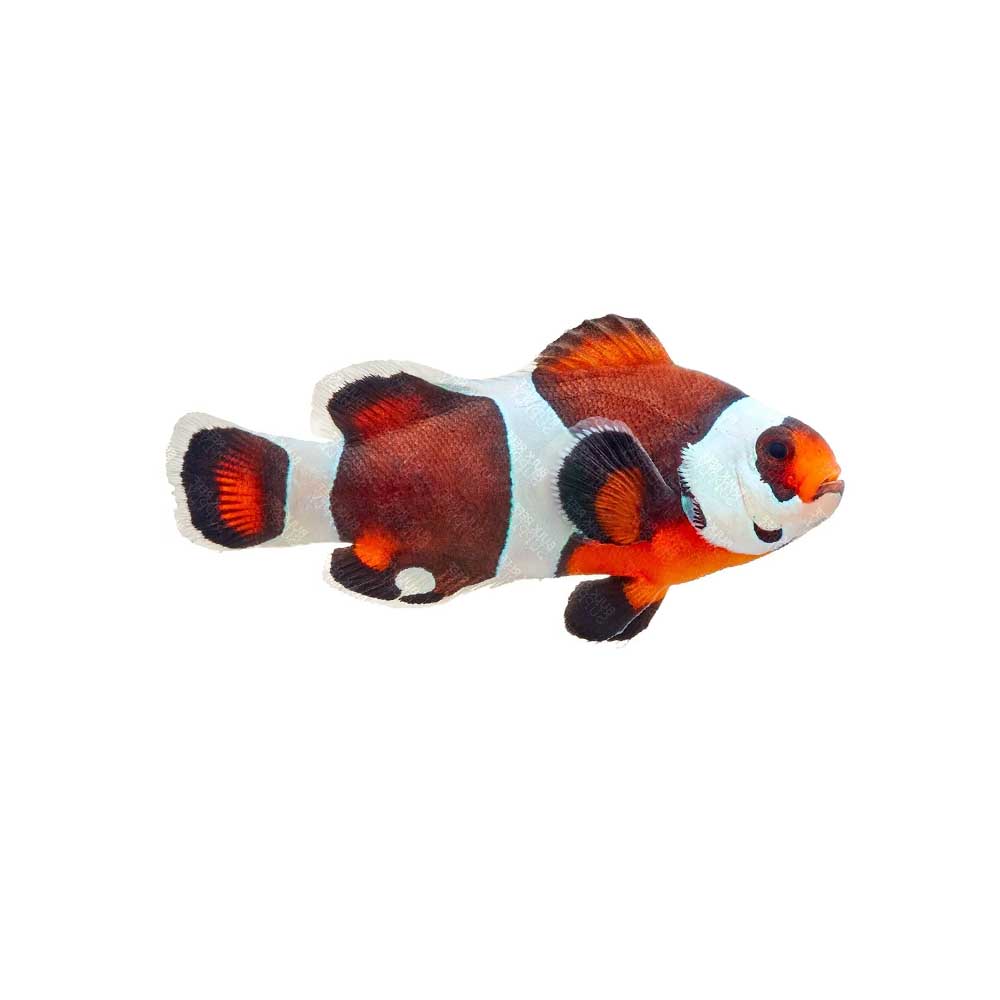 ORA Captive-Bred Semi Storm Clownfish (Amphiprion ocellaris); representative specimen