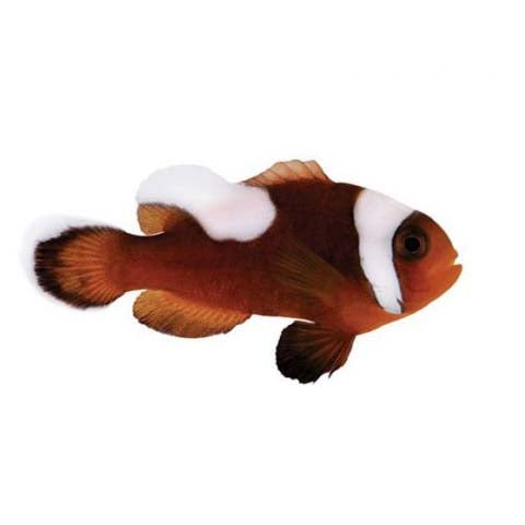 ORA Captive-Bred Saddleback Medium (Amphiprion polymnus); representative specimen