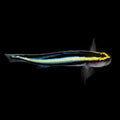 ORA Captive-Bred Sharknose Goby (Elacatinus evelynae); representative specimen