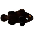 ORA Captive-Bred Single Dot Domino (Amphiprion ocellaris); representative specimen