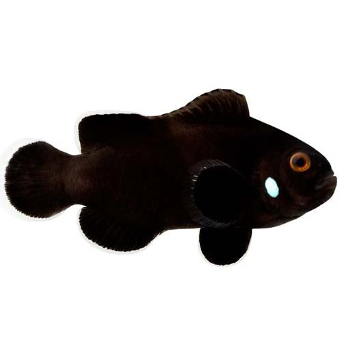 ORA Captive-Bred Single Dot Domino (Amphiprion ocellaris); representative specimen